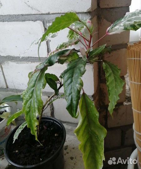 Гибискус Купера вариегатный, Розан, Китайск. Роза