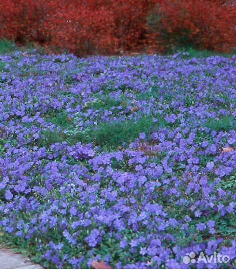 Многолетник