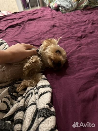 Вязка собак Йорк