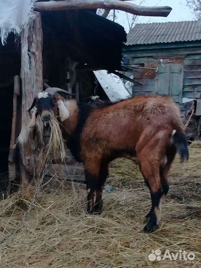 Нубийский козел