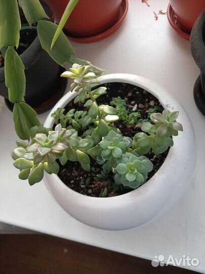 Суккуленты