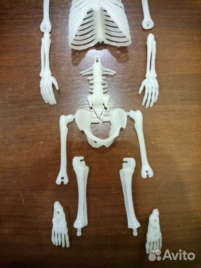 Скелет-светонакопитель Гарик, 30 см