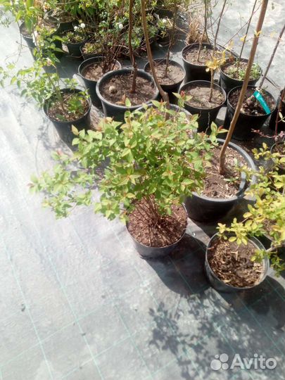 Хвойные растения