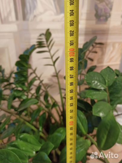 Замиокулькас (долларовое дерево)