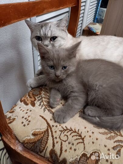 Британская