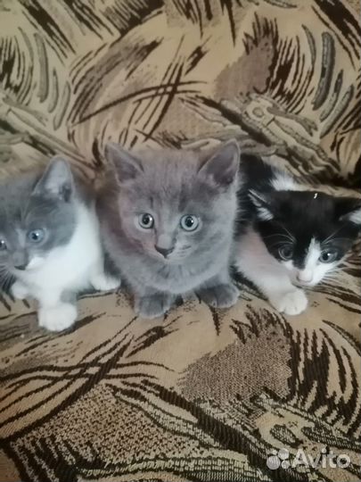 Кошки в добрые руки бесплатно