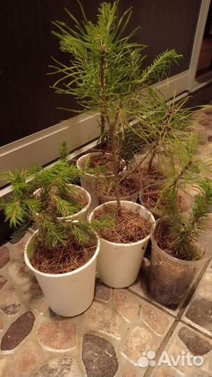 Живой подарок к празднику Кедр иЕлка Сосна