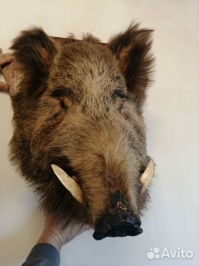 Чучело кабана