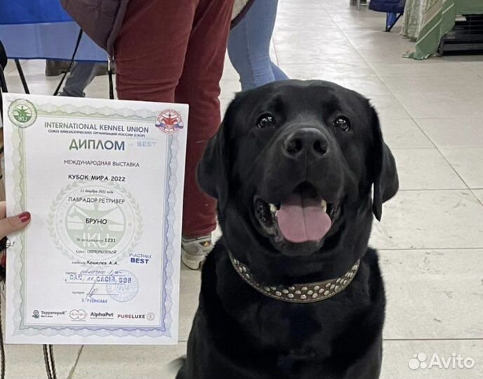 Вязка лабрадор