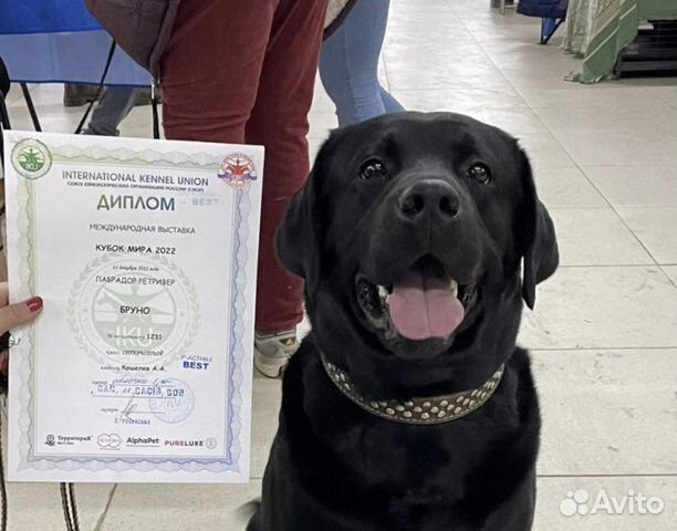 Вязка лабрадор