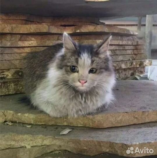 Котики оттуда