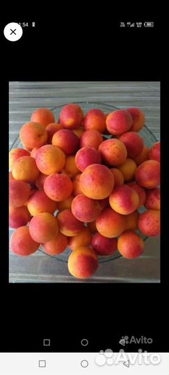 Саженцы абрикосов