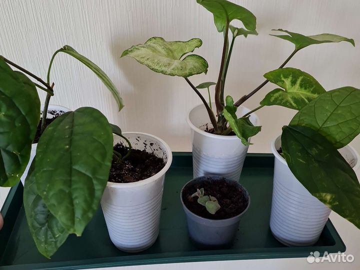 Клеродендрум, сингониум, толстянка