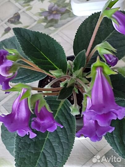 Глоксиния тидея