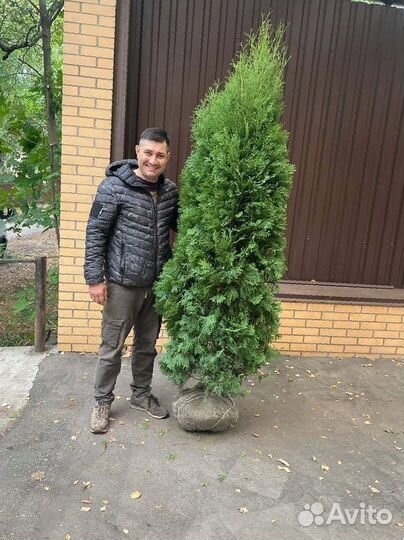 Туя Смарагд 200 см