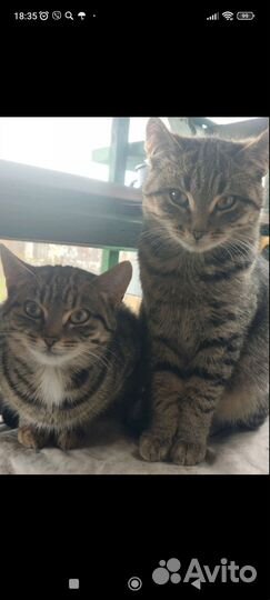 Кошки и котики