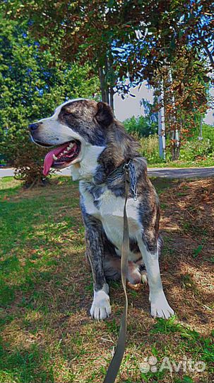 Алабай сао Вязка