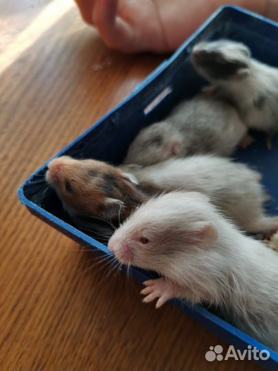 Сирийский хомяк