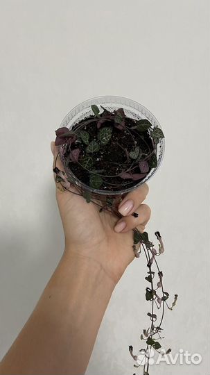 Бегония/церопегия/пилея