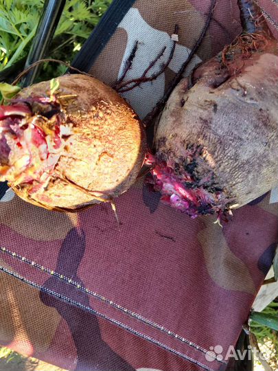 Морковь, свекла