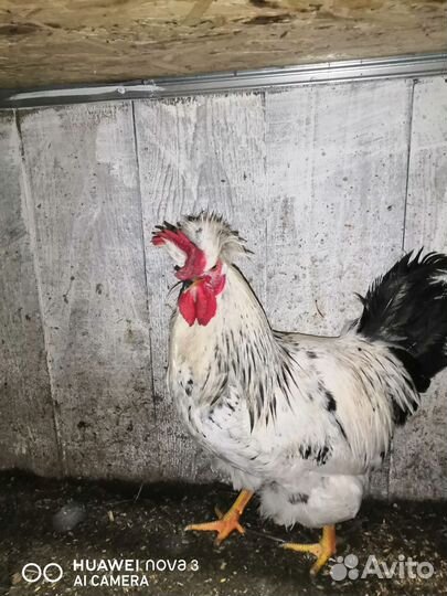 Петухи русская хохлатая, лососевая загорская