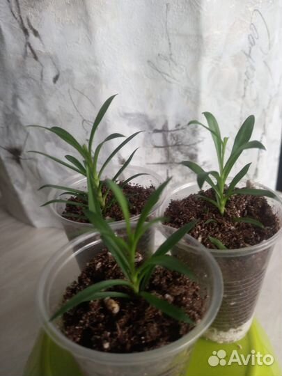 Гвоздика вегетативная