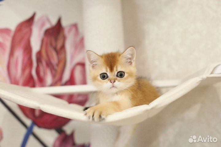 Шотландский котик ny 11