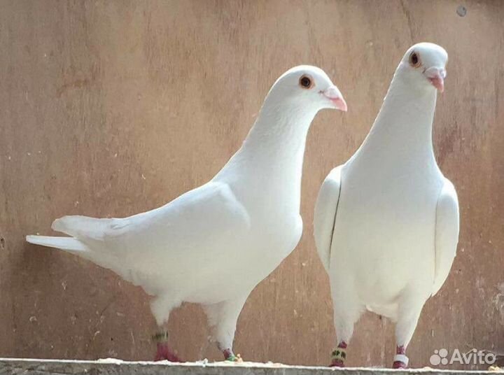 Голуби на выпускные, венчание, свадьбы