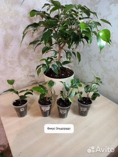 Фикусы сортовые (Эльдорадо, Нина и т.д.)