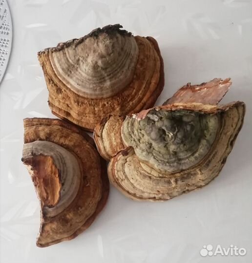 Гриб лекарственный - трутовик обыкновенный