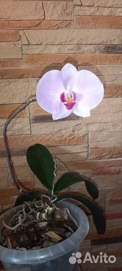 Домашняя Орхидея фаленопсис