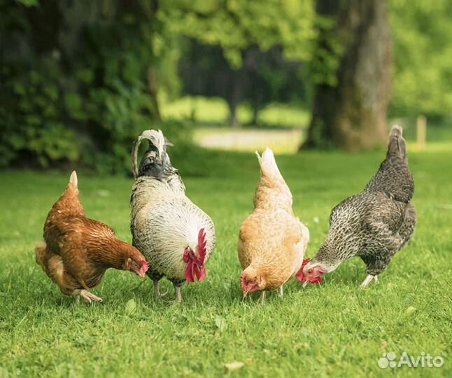 Чкаловский район Пурех Куры несушки молодки