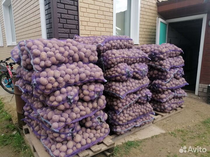 Картофель домашний