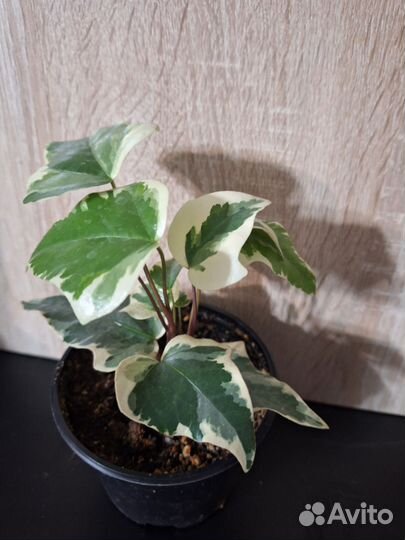 Плющ канарский