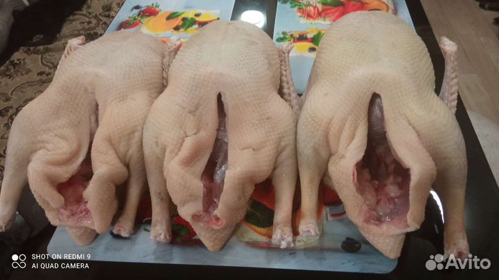 Мясо домашних уток, гусей, мулардов