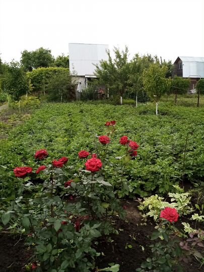 Дача 20 м² на участке 5 сот.