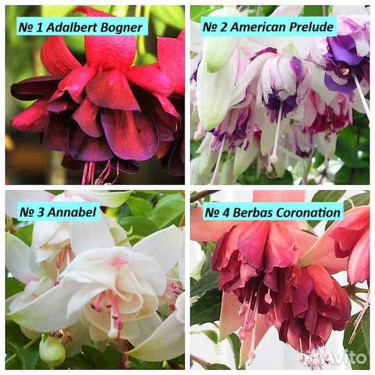 Фуксии сортовые