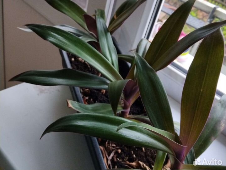 Готовая цветочная композиция