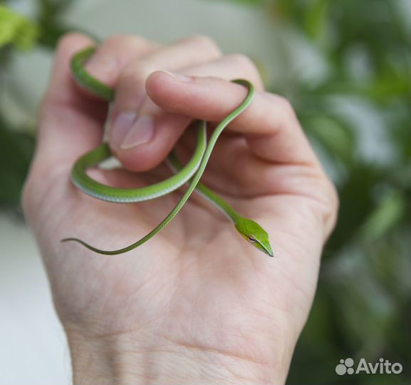 Плетевидные змеи