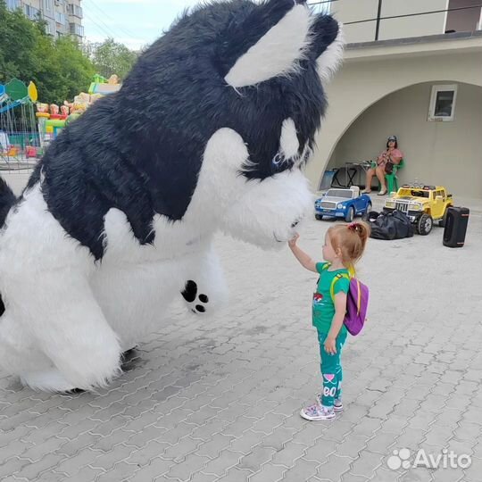 Хаски, надувной костюм