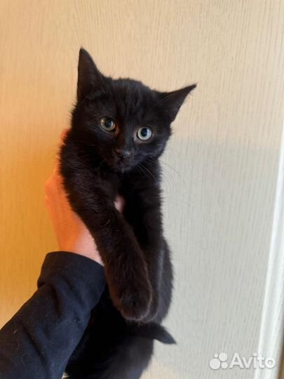 Малыш Савушка ищет маму и папу