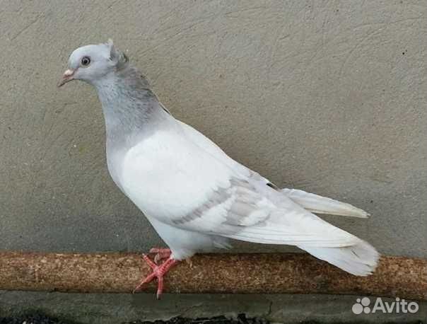 Продажа голубей