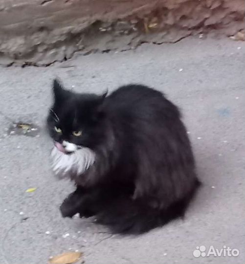 Пушистая красотка