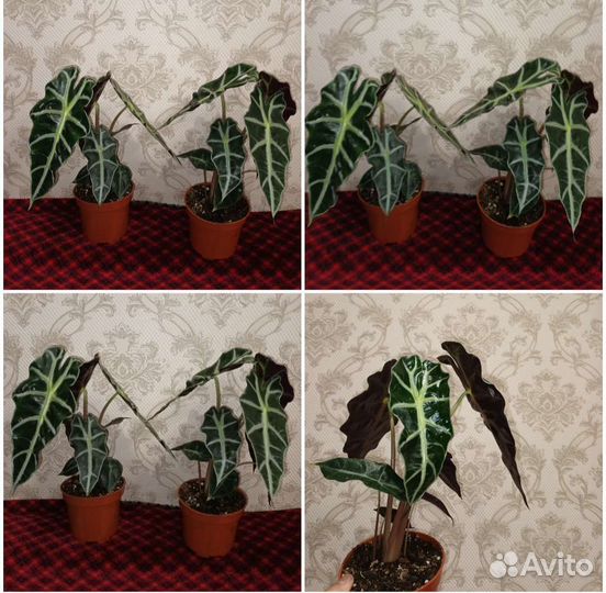 Алоказия в ассортименте