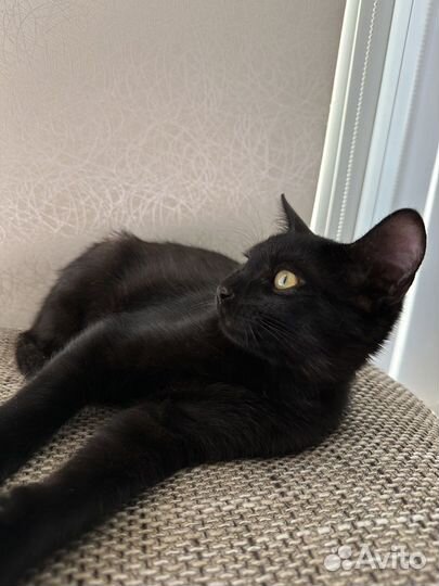 Котенок мальчик