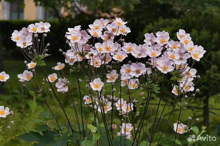 Анемона японская