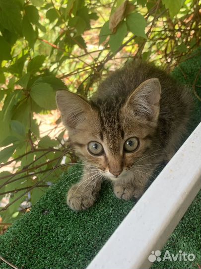 Котенок в добрые руки