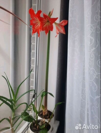 Амариллис красный