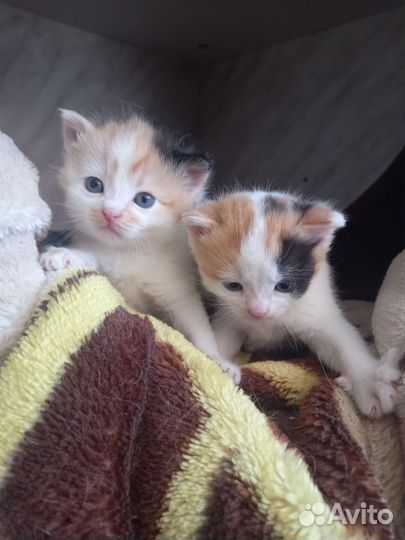 Кошка в дар бесплатно