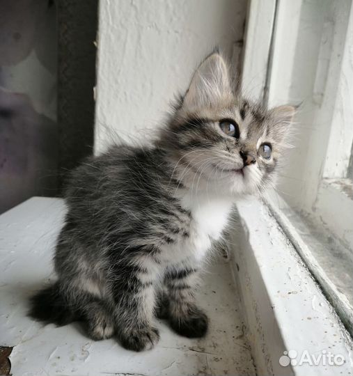 Котёнок